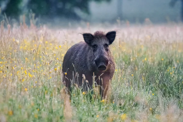 Wildschwein