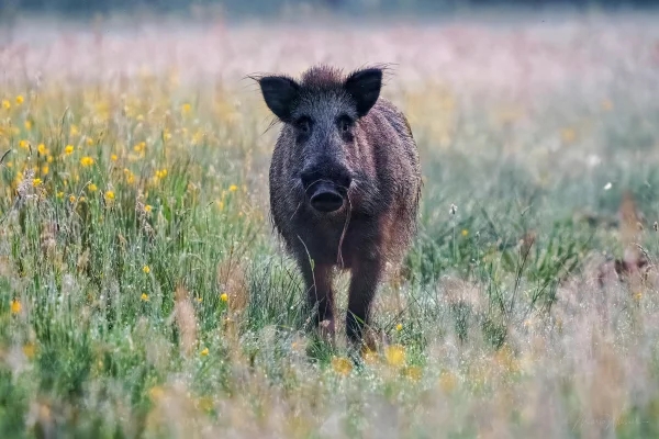 Wildschwein