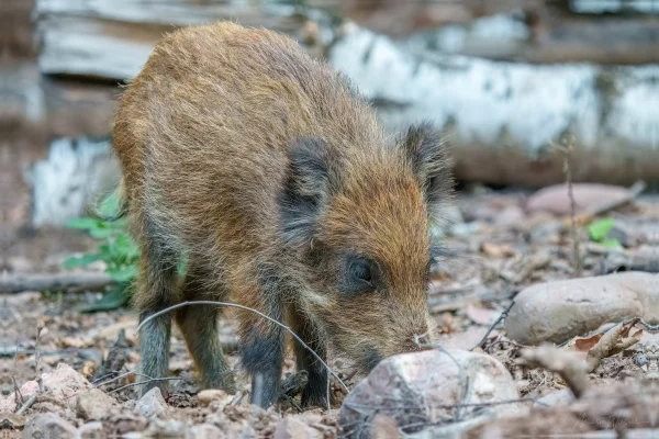 Wildschwein