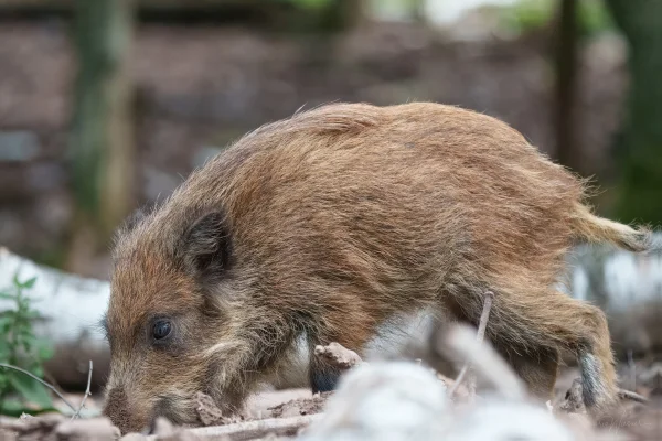 Wildschwein