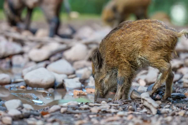 Wildschwein