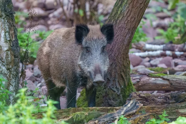 Wildschwein