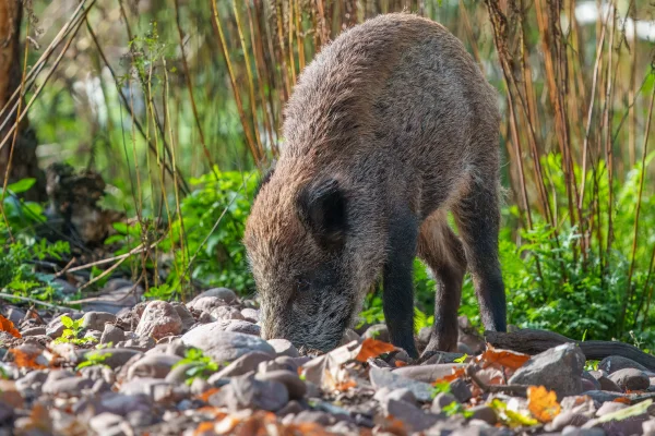 Wildschwein