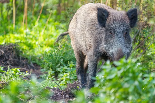 Wildschwein
