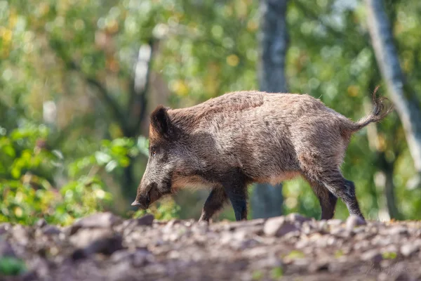 Wildschwein
